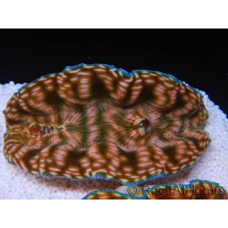 WYSIWYG Tridacna derasa Clam ULTRA C6 (5-6 cm)