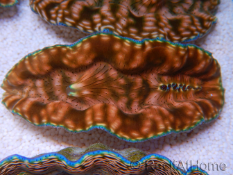 WYSIWYG Tridacna derasa ULTRA C5 (5-6 cm)