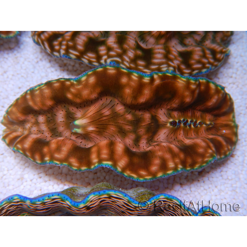 WYSIWYG Ultra Tridacna derasa Clam C5 (5-6 cm)