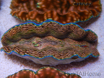 WYSIWYG Tridacna derasa ULTRA C4 Clam (5-6 cm)