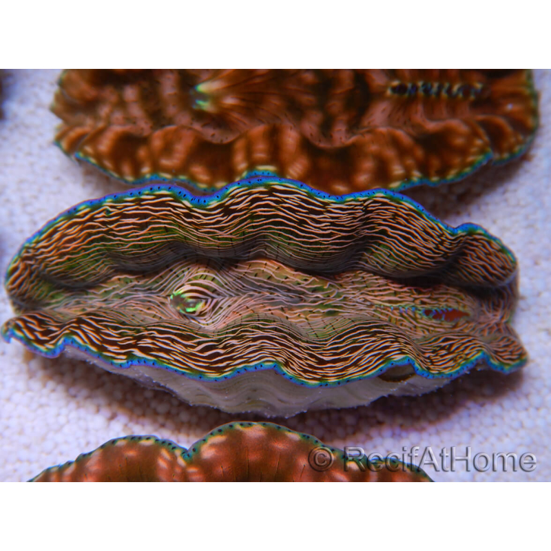 WYSIWYG Tridacna derasa ULTRA C4 Clam (5-6 cm)