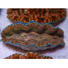 WYSIWYG Tridacna derasa ULTRA C4 Clam (5-6 cm)