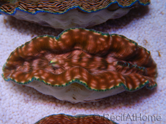 WYSIWYG Tridacna derasa Clam ULTRA C6 (5-6 cm)