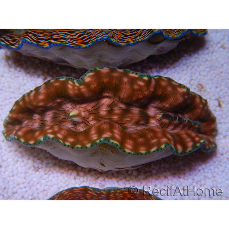 WYSIWYG Tridacna derasa Clam ULTRA C6 (5-6 cm)