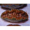 WYSIWYG Tridacna derasa Clam ULTRA C6 (5-6 cm)