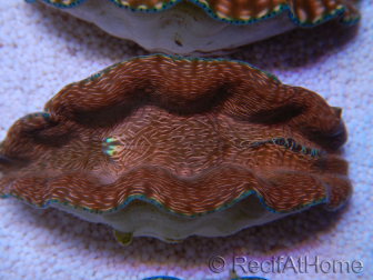 WYSIWYG Ultra Tridacna derasa Clam C5 (5-6 cm)