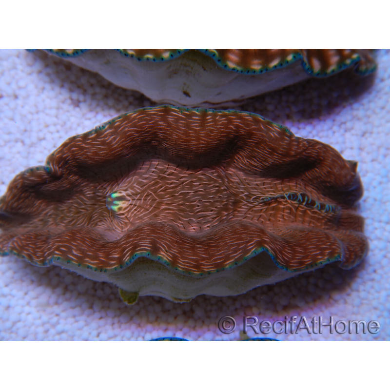 WYSIWYG Ultra Tridacna derasa Clam C5 (5-6 cm)