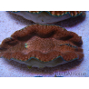 WYSIWYG Tridacna derasa ULTRA C5 (5-6 cm)