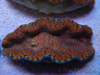 WYSIWYG Tridacna derasa ULTRA C4 Clam (5-6 cm)