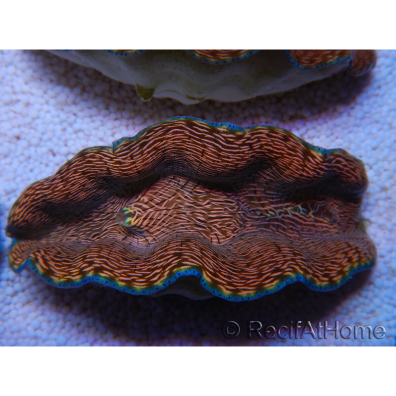 WYSIWYG Almeja Tridacna derasa ULTRA C4 (5-6 cm)