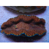 WYSIWYG Tridacna derasa ULTRA C4 Clam (5-6 cm)