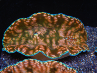 WYSIWYG Tridacna derasa Clam ULTRA C6 (5-6 cm)