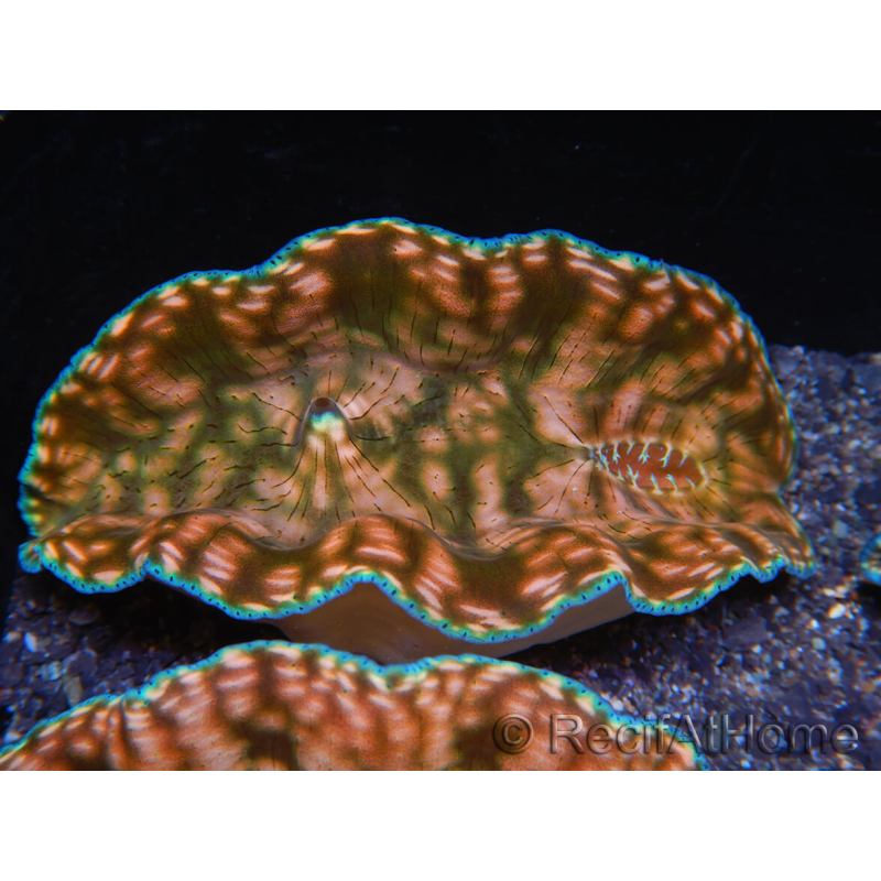 WYSIWYG Tridacna derasa Clam ULTRA C6 (5-6 cm)