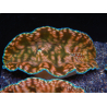 WYSIWYG Tridacna derasa Clam ULTRA C6 (5-6 cm)