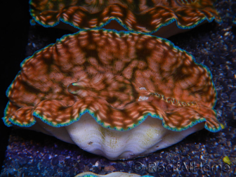 WYSIWYG Ultra Tridacna derasa Clam C5 (5-6 cm)