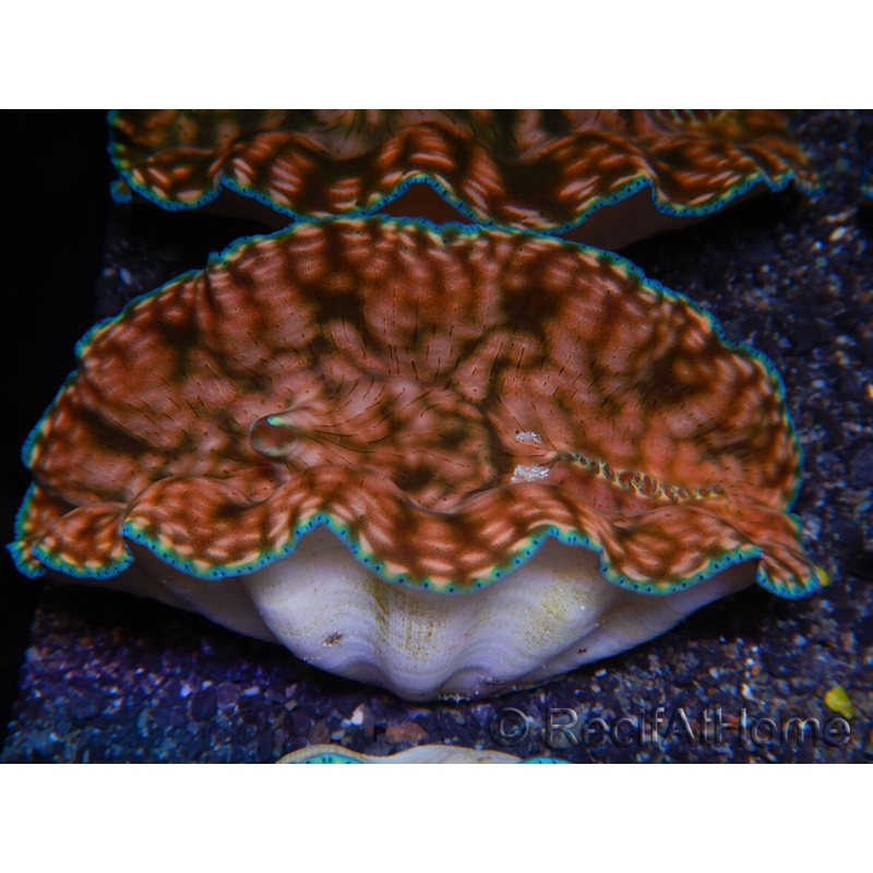 WYSIWYG Benitier Tridacna derasa ULTRA C5 (5-6 cm)