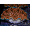 WYSIWYG Ultra Tridacna derasa Clam C5 (5-6 cm)