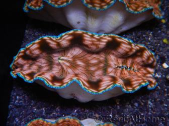 WYSIWYG Tridacna derasa ULTRA C4 Clam (5-6 cm)