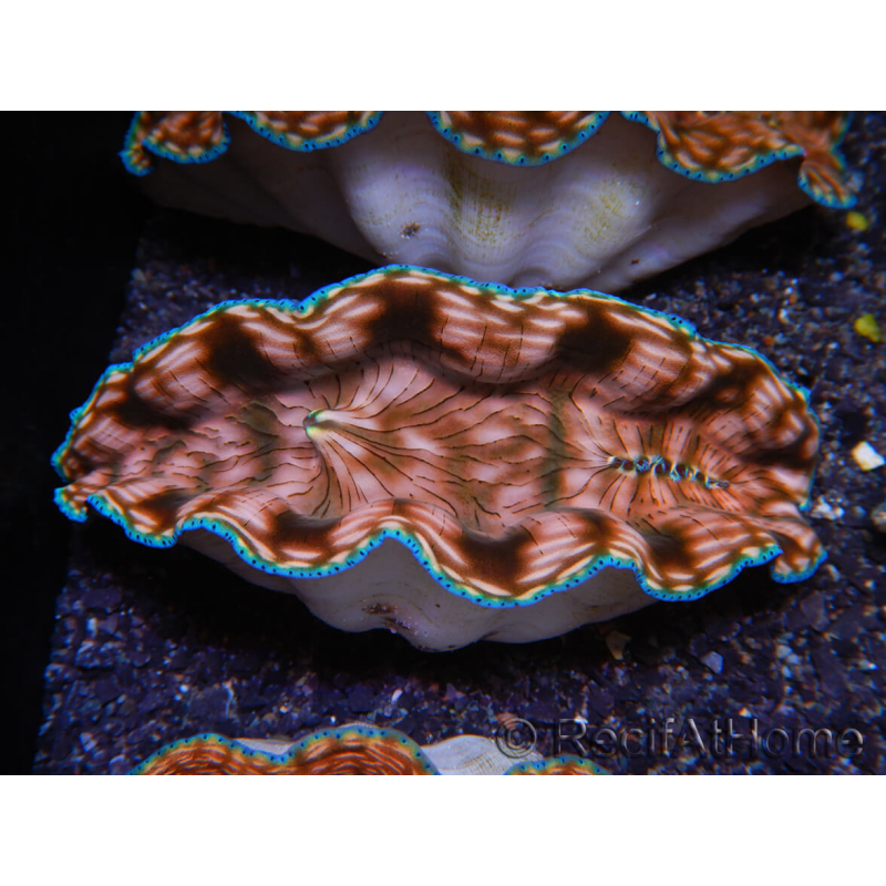 WYSIWYG Almeja Tridacna derasa ULTRA C4 (5-6 cm)