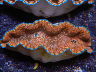 WYSIWYG Tridacna derasa Clam ULTRA C6 (5-6 cm)