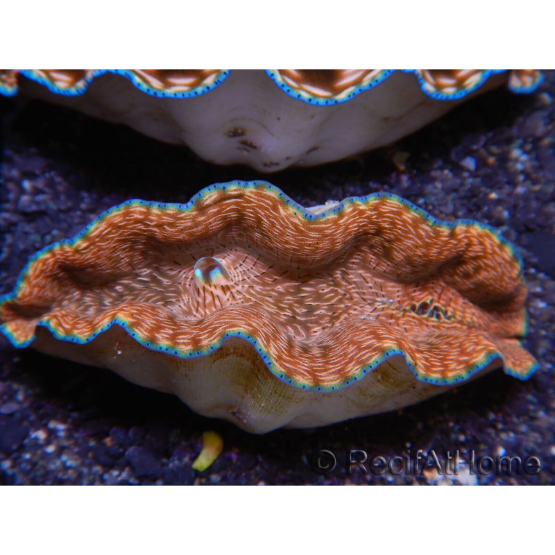 WYSIWYG Almeja Tridacna derasa ULTRA C6 (5-6 cm)