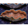 WYSIWYG Tridacna derasa ULTRA C6 (5-6 cm)