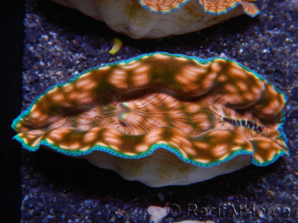 WYSIWYG Tridacna derasa ULTRA C5 (5-6 cm)