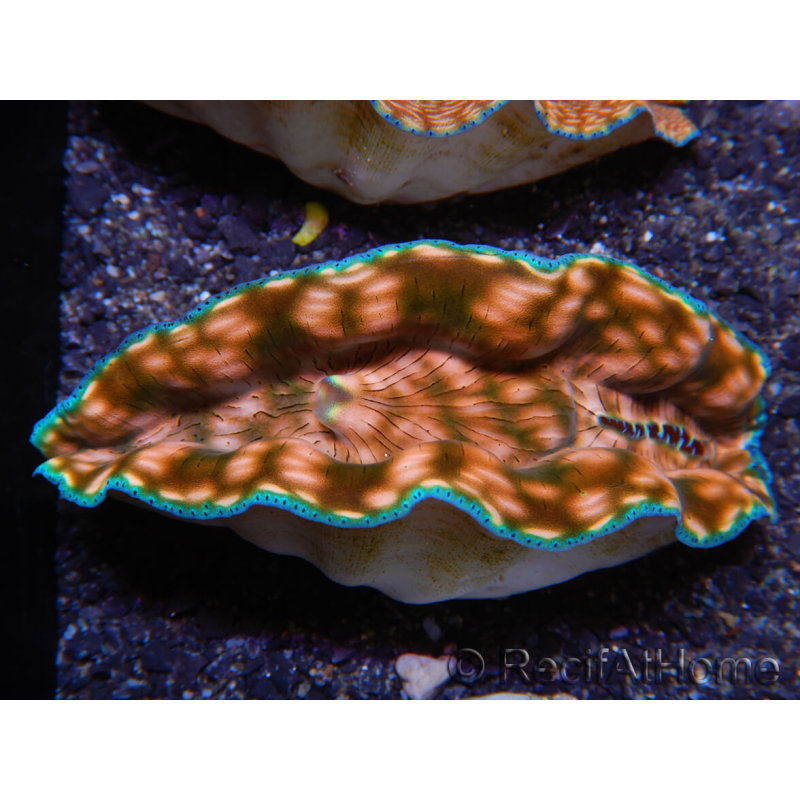 WYSIWYG Benitier Tridacna derasa ULTRA C5 (5-6 cm)