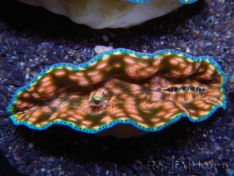 WYSIWYG Almeja Tridacna derasa ULTRA C4 (5-6 cm)