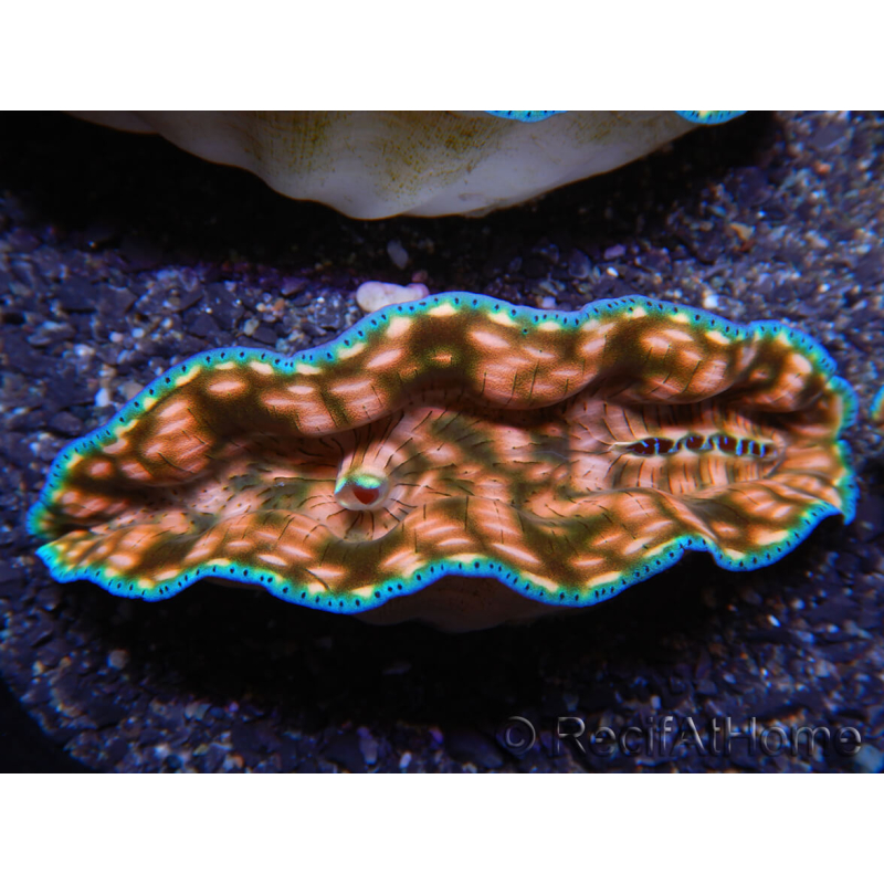 WYSIWYG Almeja Tridacna derasa ULTRA C4 (5-6 cm)