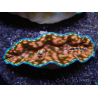 WYSIWYG Tridacna derasa ULTRA C4 (5-6 cm)