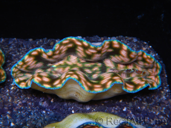 WYSIWYG Ultra Tridacna derasa Clam C5 (5-6 cm)