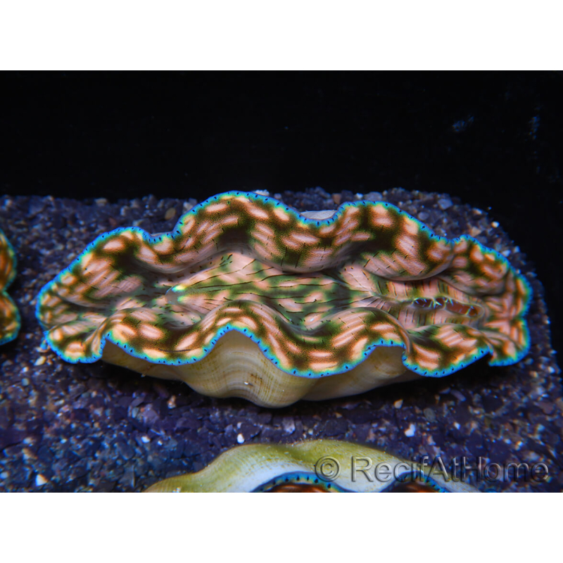 WYSIWYG Ultra Tridacna derasa Clam C5 (5-6 cm)