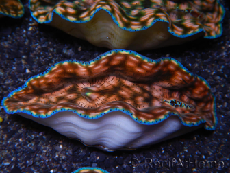 WYSIWYG Tridacna derasa ULTRA C4 Clam (5-6 cm)