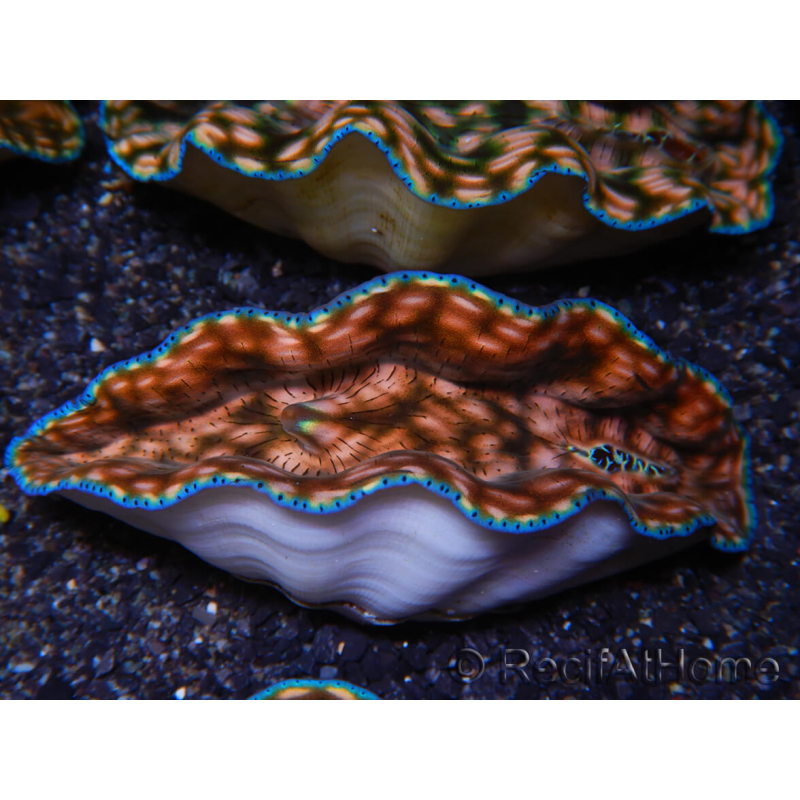 WYSIWYG Tridacna derasa ULTRA C4 Clam (5-6 cm)