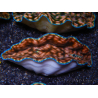 WYSIWYG Tridacna derasa ULTRA C4 Clam (5-6 cm)