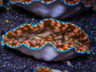 WYSIWYG Tridacna derasa Clam ULTRA C6 (5-6 cm)