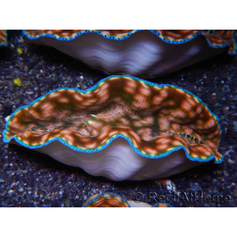 WYSIWYG Tridacna derasa ULTRA C6 (5-6 cm)