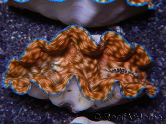 WYSIWYG Ultra Tridacna derasa Clam C5 (5-6 cm)