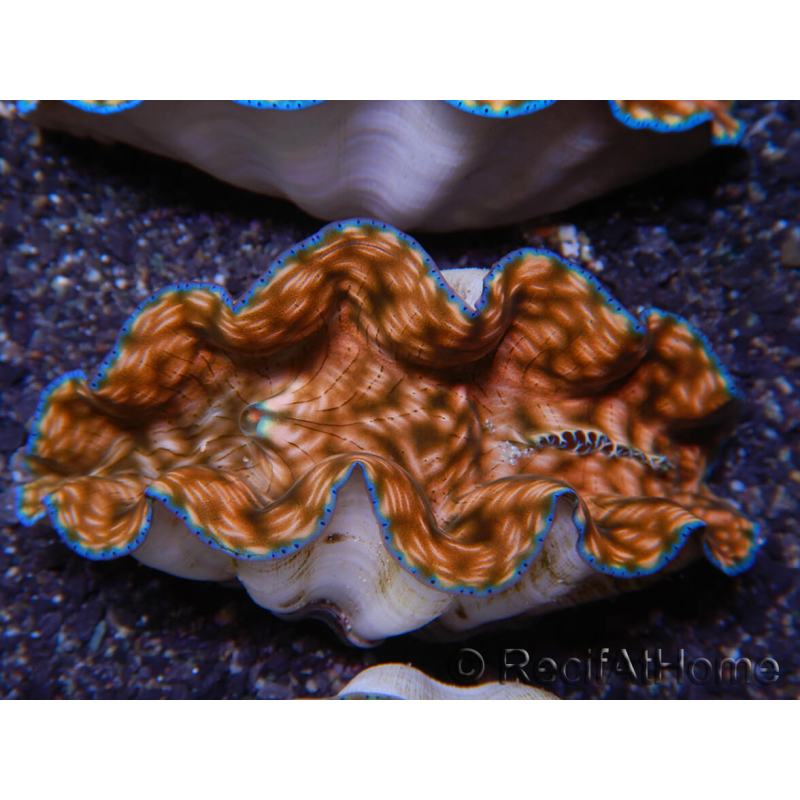 WYSIWYG Ultra Tridacna derasa Clam C5 (5-6 cm)