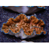 WYSIWYG Ultra Tridacna derasa Clam C5 (5-6 cm)