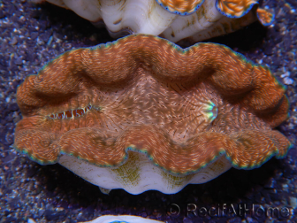 WYSIWYG Tridacna derasa ULTRA C4 Clam (5-6 cm)