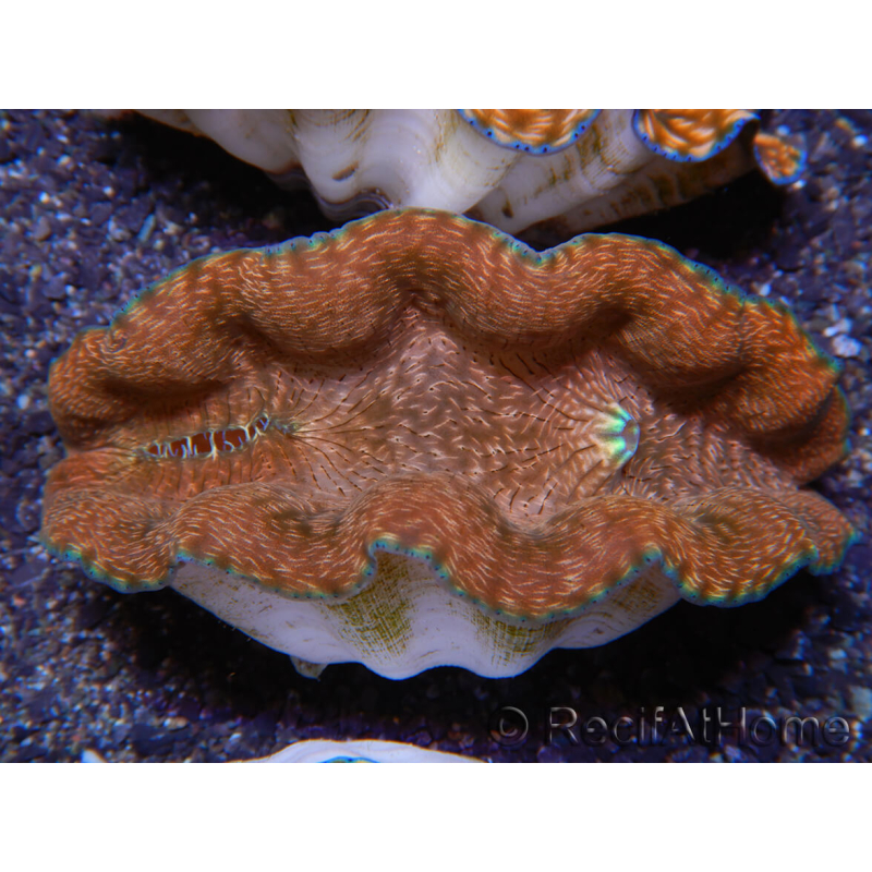 WYSIWYG Almeja Tridacna derasa ULTRA C4 (5-6 cm)