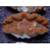 WYSIWYG Tridacna derasa ULTRA C4 Clam (5-6 cm)