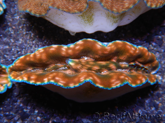 WYSIWYG Tridacna derasa Clam ULTRA C6 (5-6 cm)