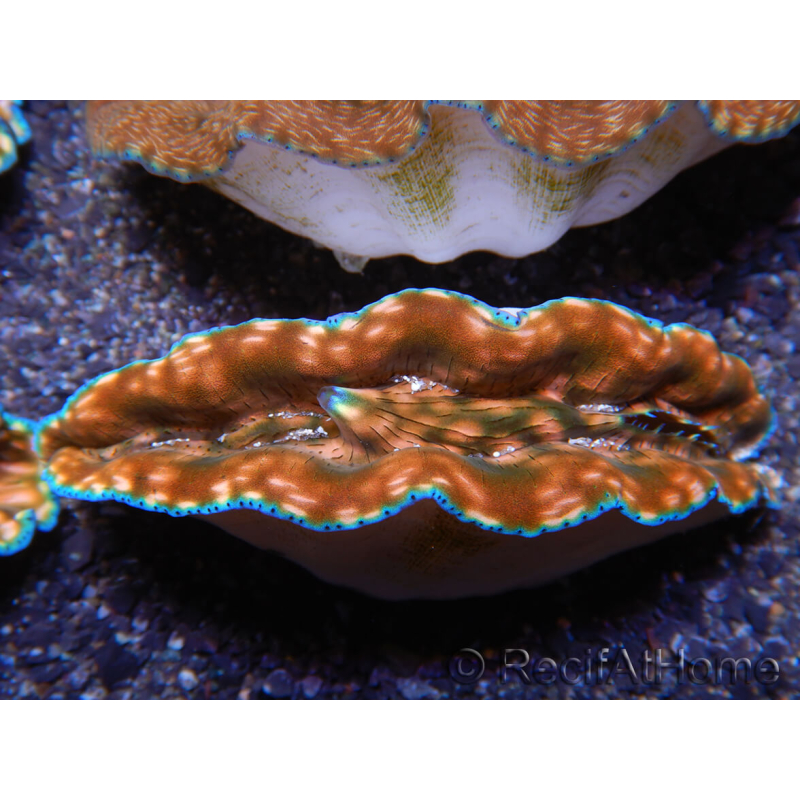 WYSIWYG Tridacna derasa ULTRA C6 (5-6 cm)