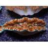 WYSIWYG Tridacna derasa Clam ULTRA C6 (5-6 cm)