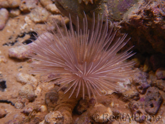 Sabellastarte choco featherworm