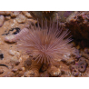 Sabellastarte choco featherworm