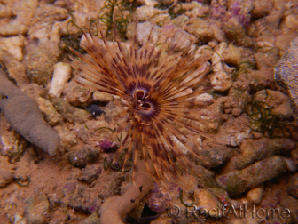 Sabellastarte choco featherworm